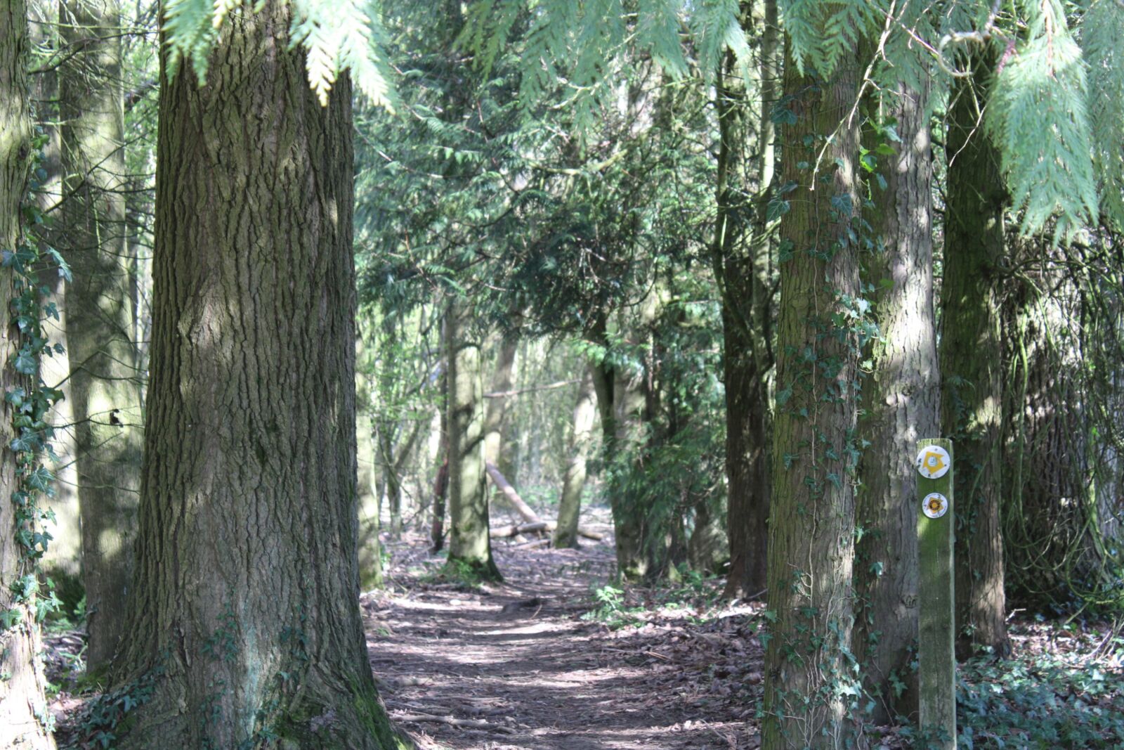 Canon EOS 1200D (EOS Rebel T5 / EOS Kiss X70 / EOS Hi) sample photo. Footpath, woods, nature photography