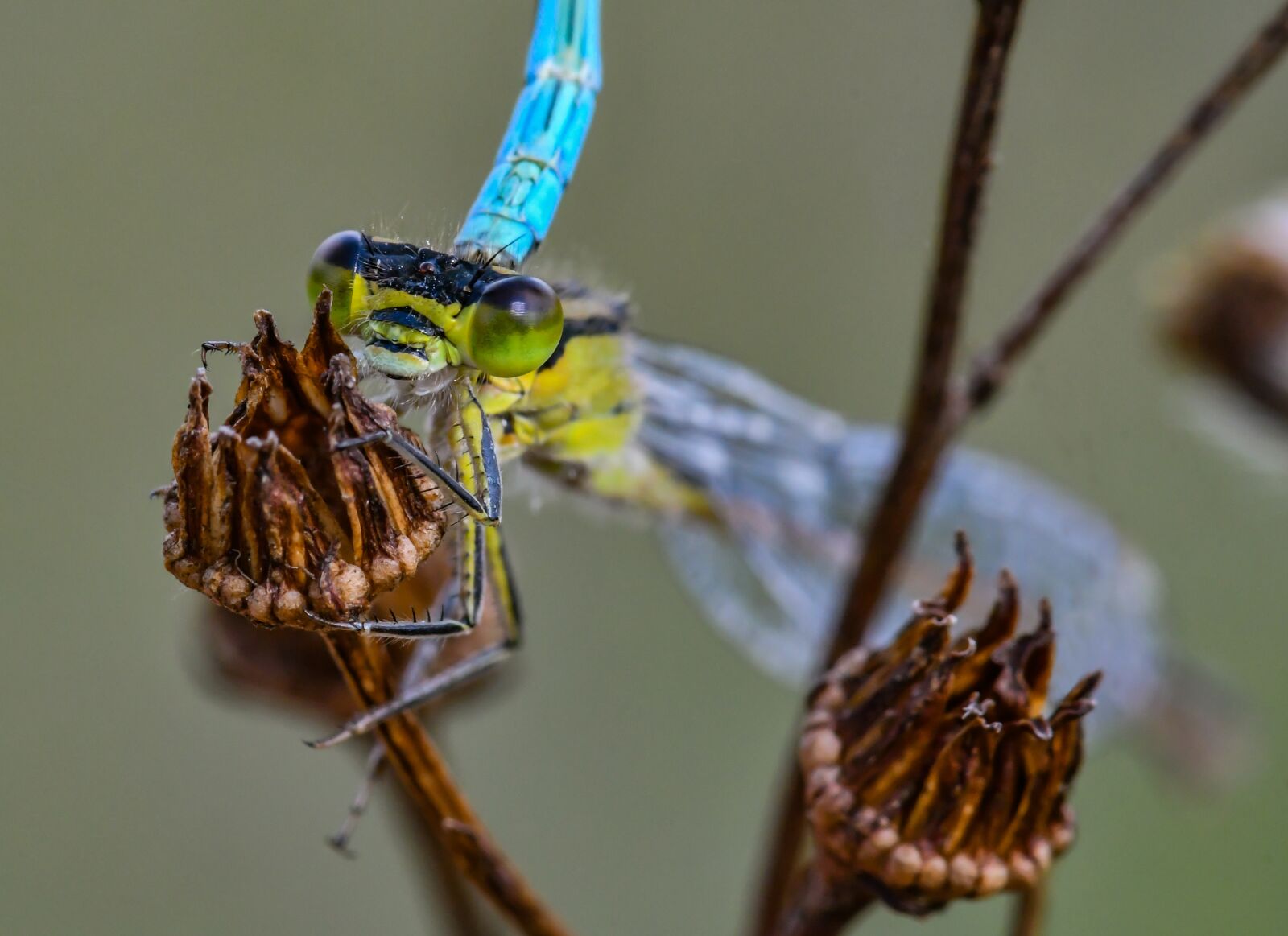 Nikon D500 sample photo. Nature, azure bridesmaid, dragonfly photography