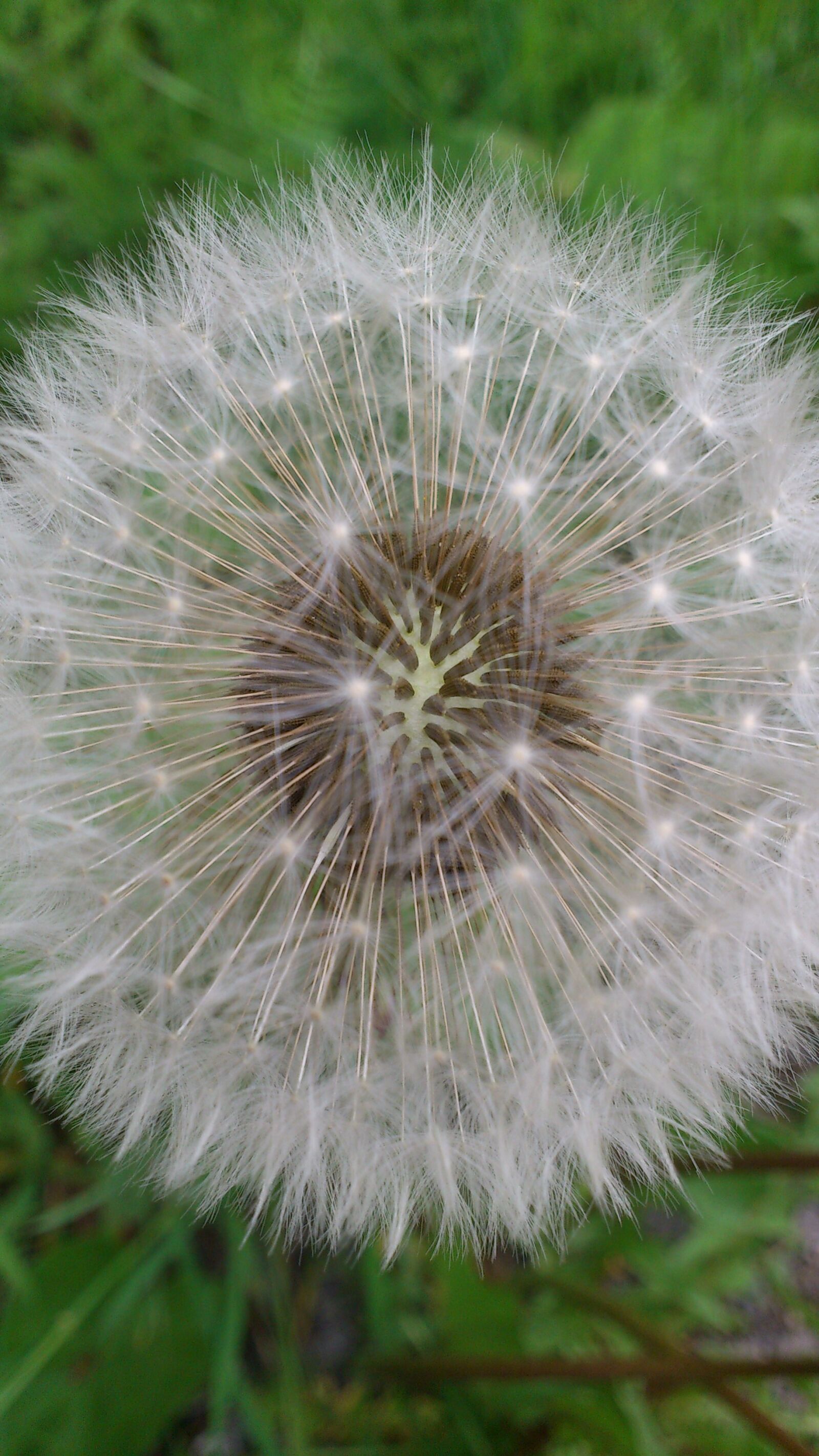 Sony Ericsson Xperia arc S sample photo. Dandelion, nature, garden photography
