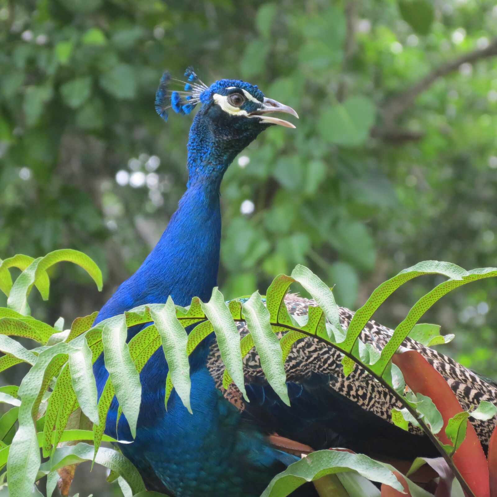 Canon PowerShot SX40 HS sample photo. Peacock, venezuela, yaracuy photography