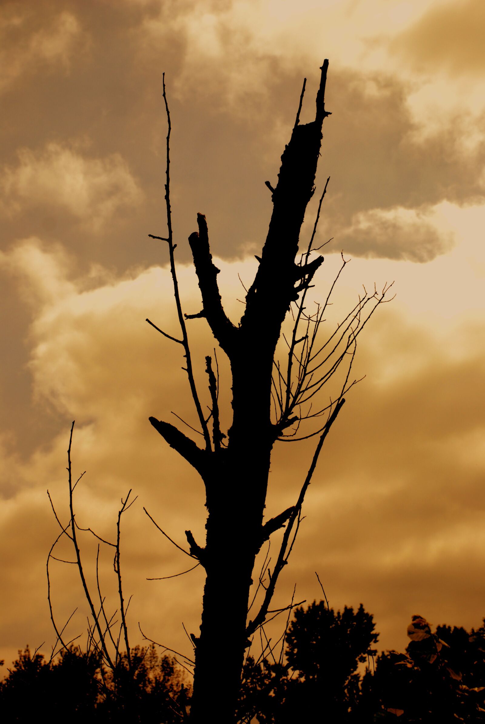 Nikon D80 sample photo. Dead tree, twilight, nature photography