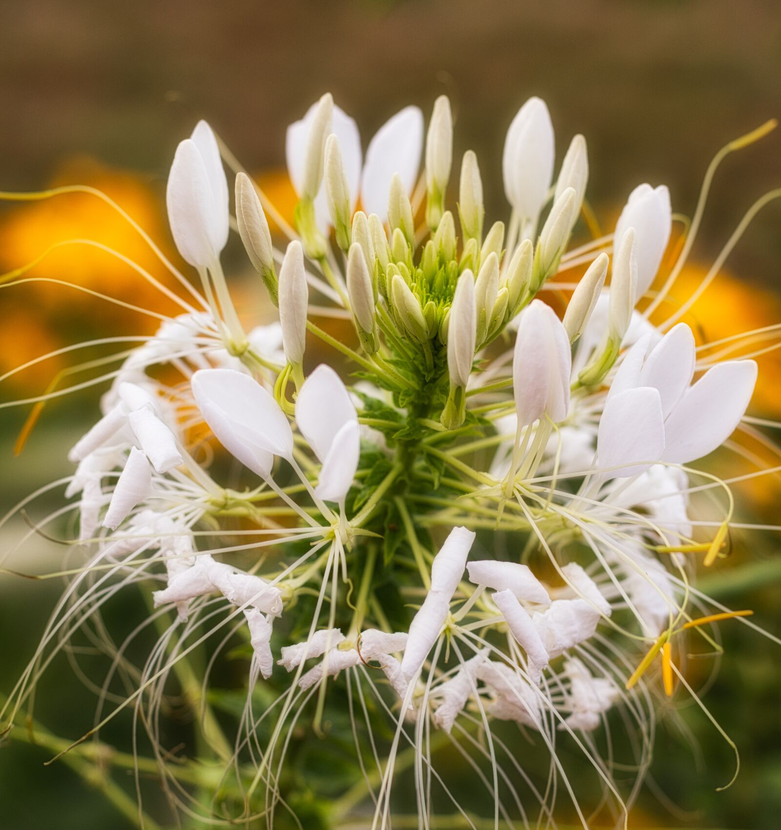 Canon EOS 200D (EOS Rebel SL2 / EOS Kiss X9) + Canon EF 50mm F1.8 STM sample photo. Spider flower, flower, blossom photography