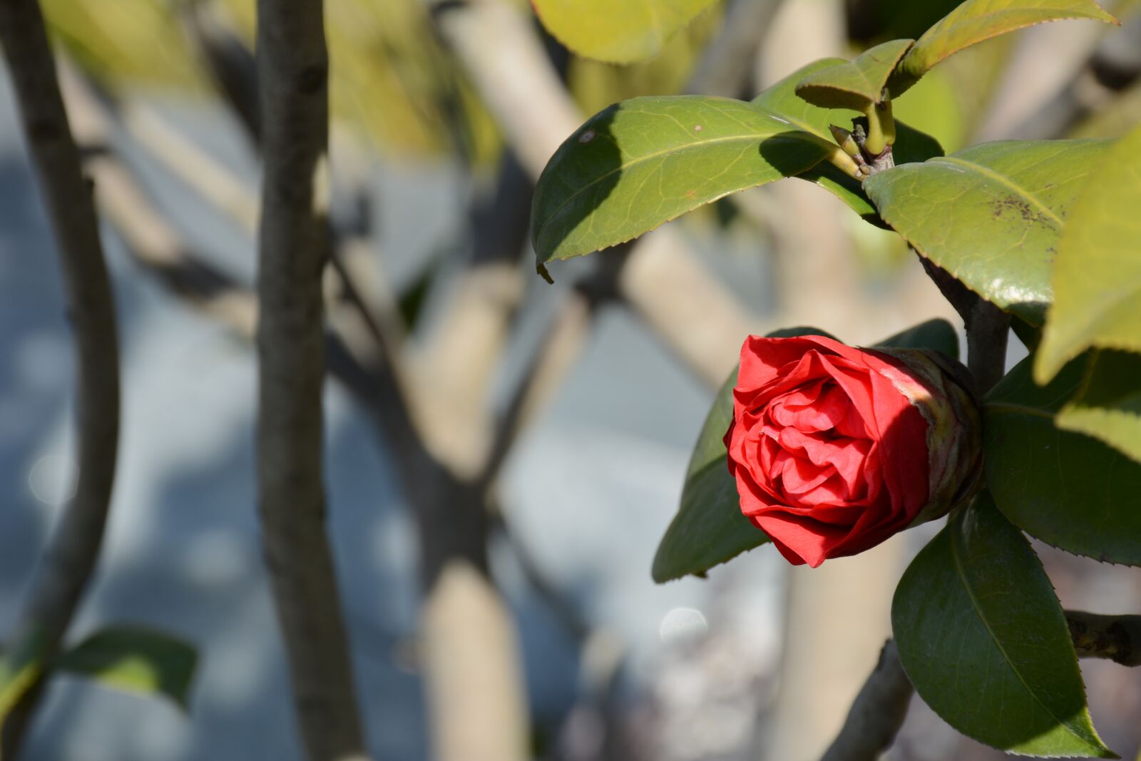 Nikon D7100 sample photo. Flower, red flowers, spring photography