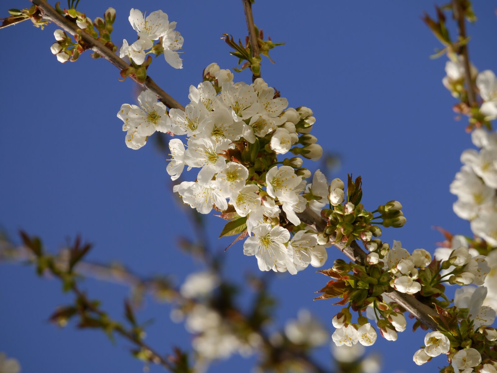 Panasonic Lumix DMC-G5 sample photo. Blossom, bloom, tree photography
