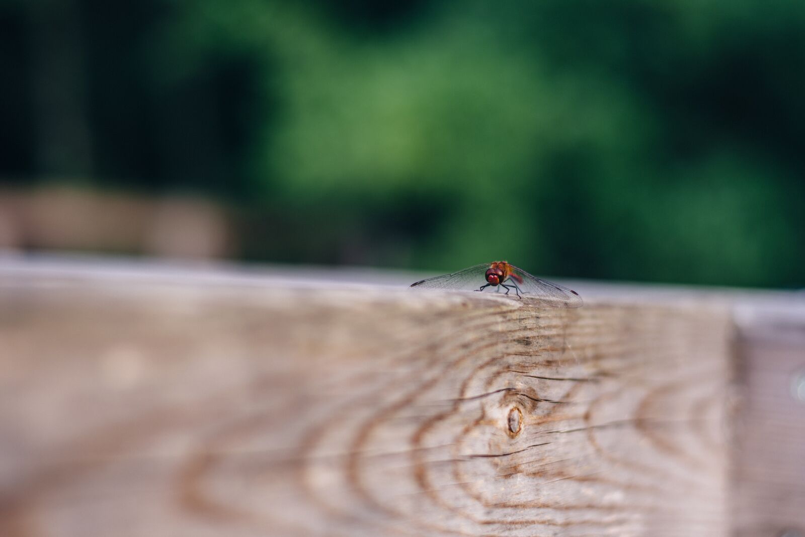 Nikon D800 sample photo. Ważka, bokeh, blur photography