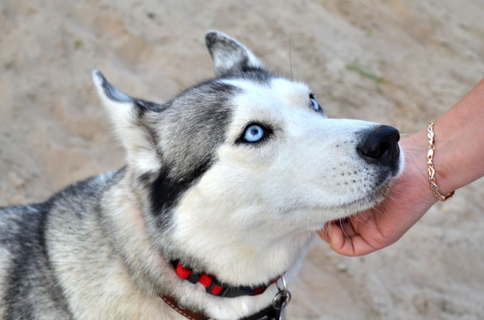 Nikon D5100 sample photo. Dog, husky, siberian photography