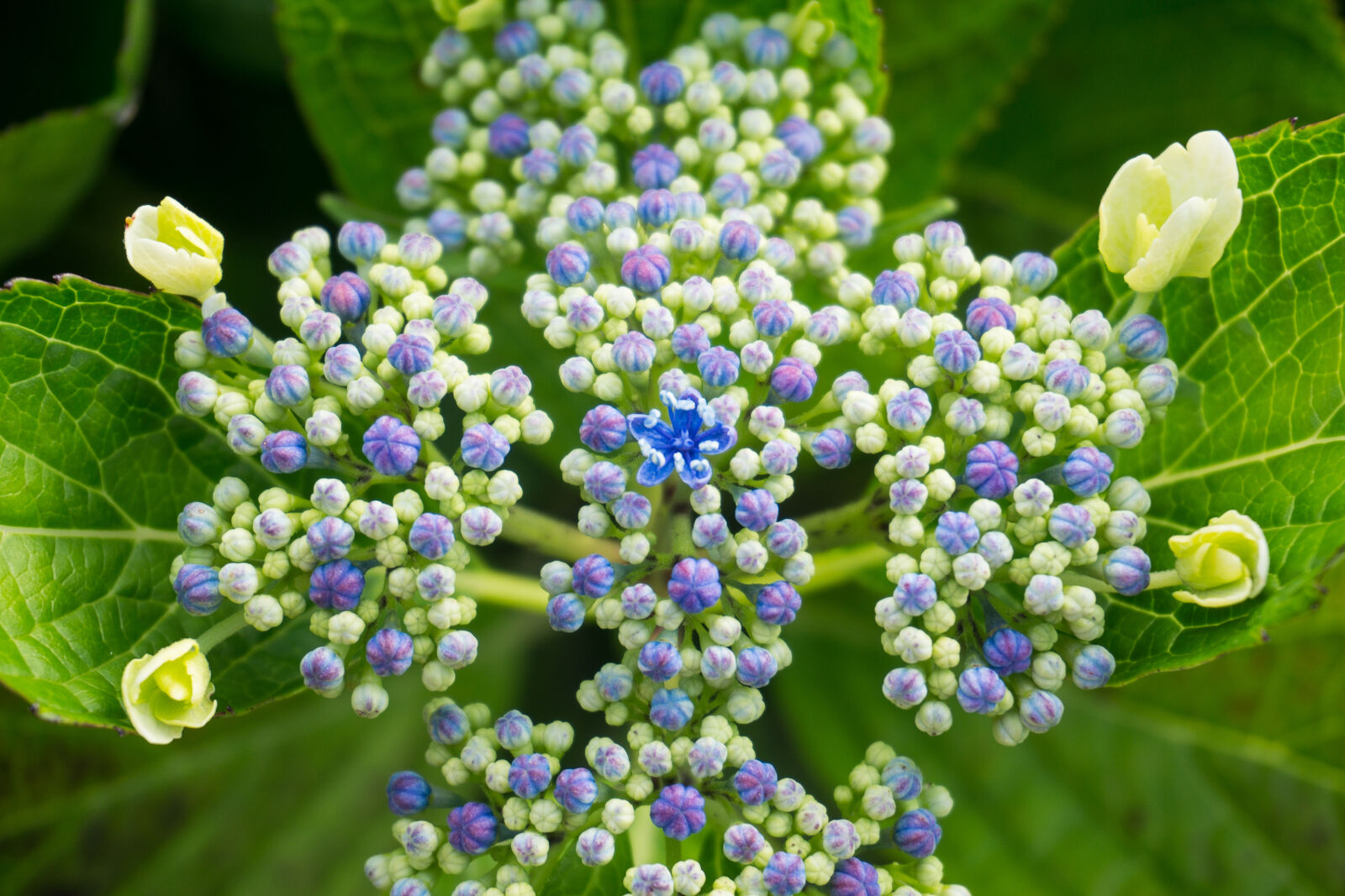 Sony a6000 sample photo. Acores, azores, flower, hydrangea photography