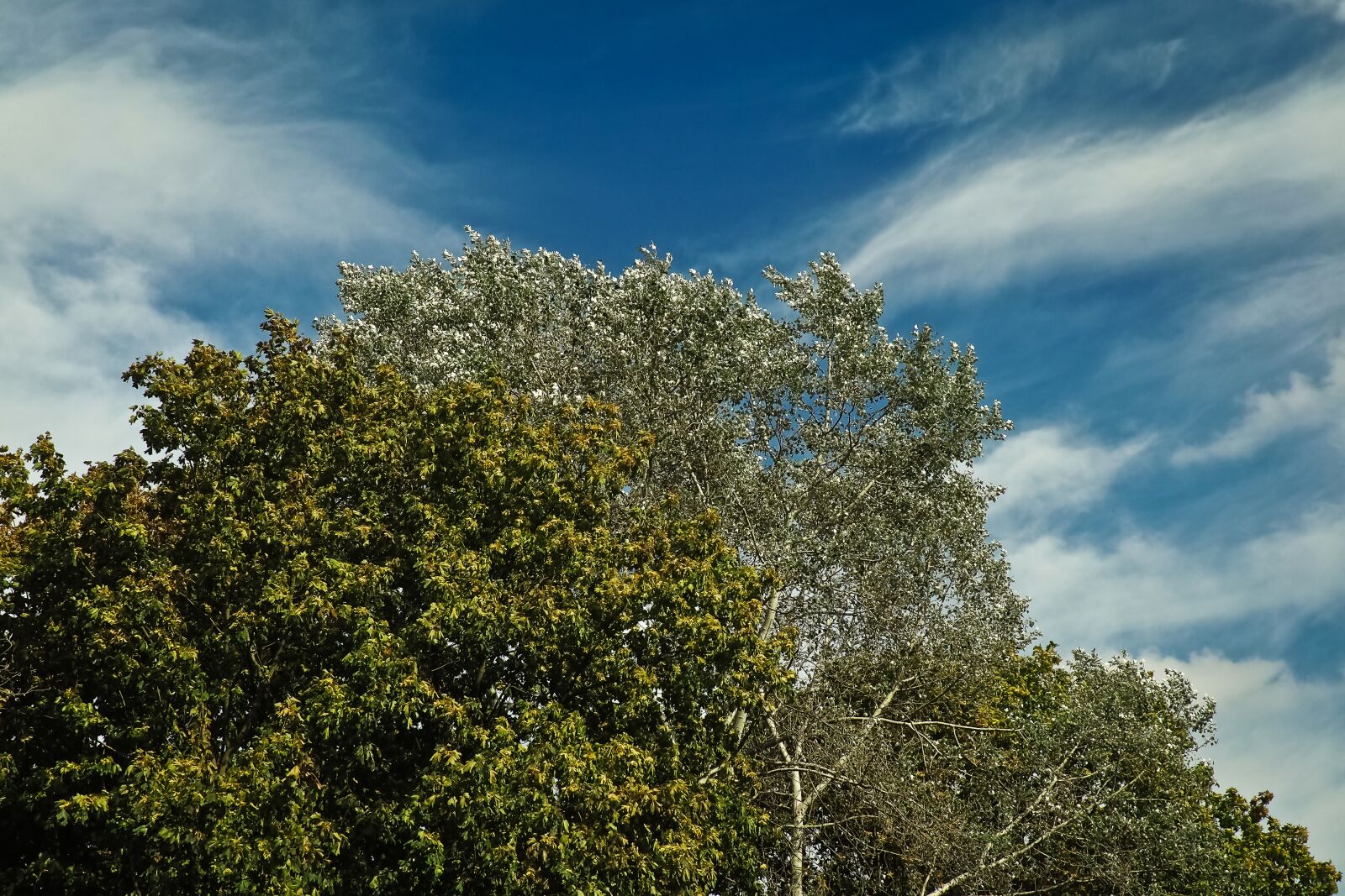 Olympus OM-D E-M10 sample photo. Trees, forest, nature photography