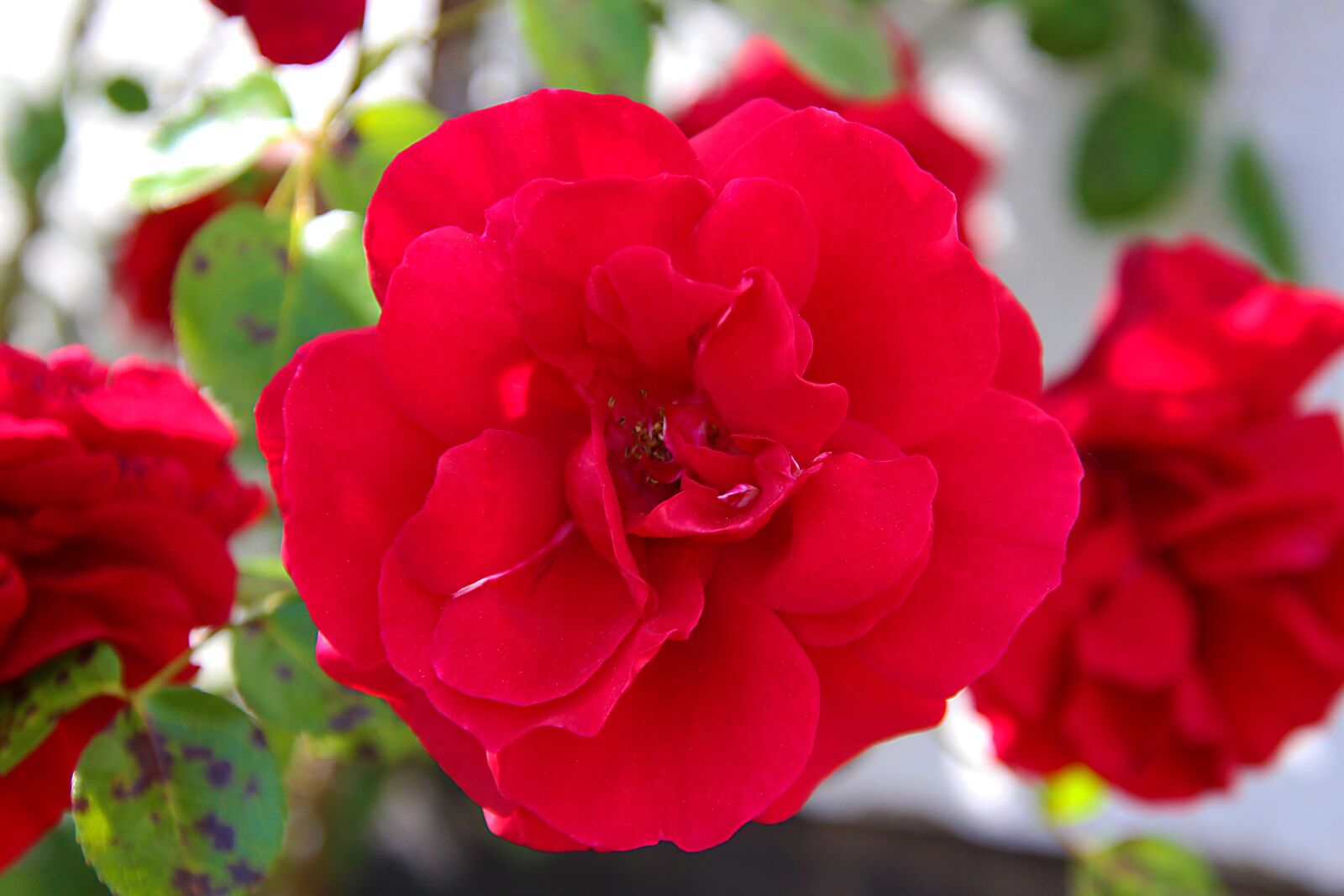 Canon EOS 700D (EOS Rebel T5i / EOS Kiss X7i) sample photo. Rose, flower, blossom photography