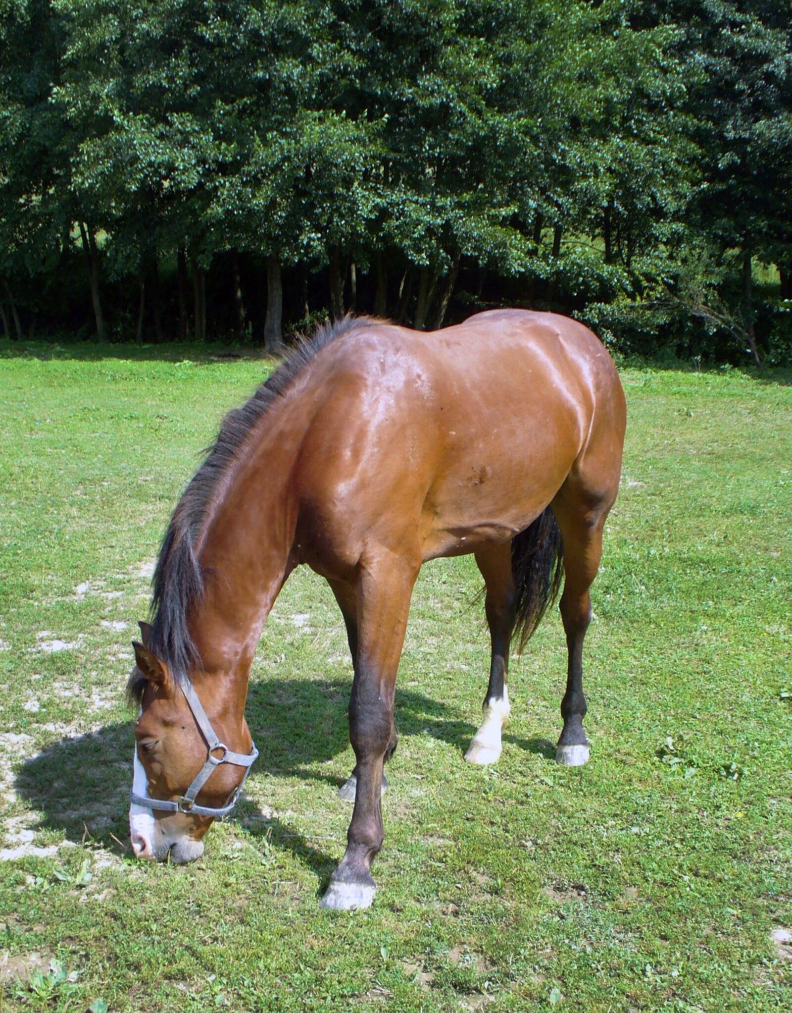 Panasonic DMC-LZ5 sample photo. Horse, mare, stallion photography