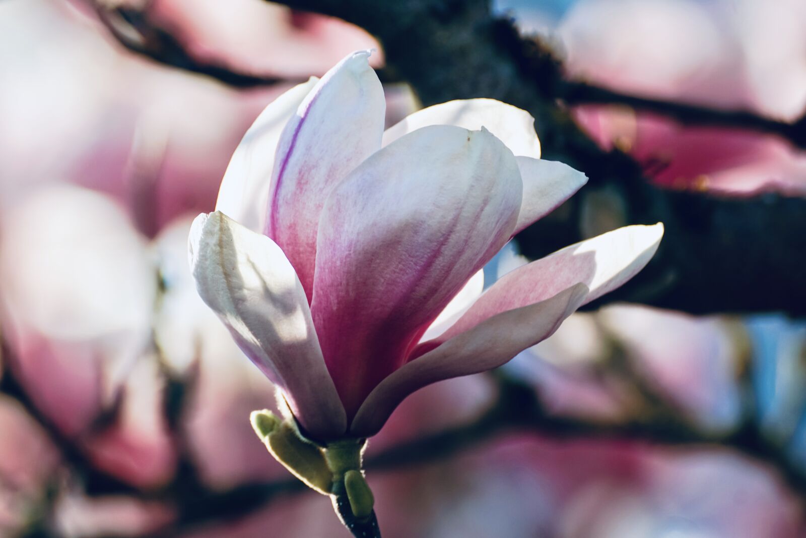 Sony DT 55-300mm F4.5-5.6 SAM sample photo. Magnolia, spring greeting, spring photography