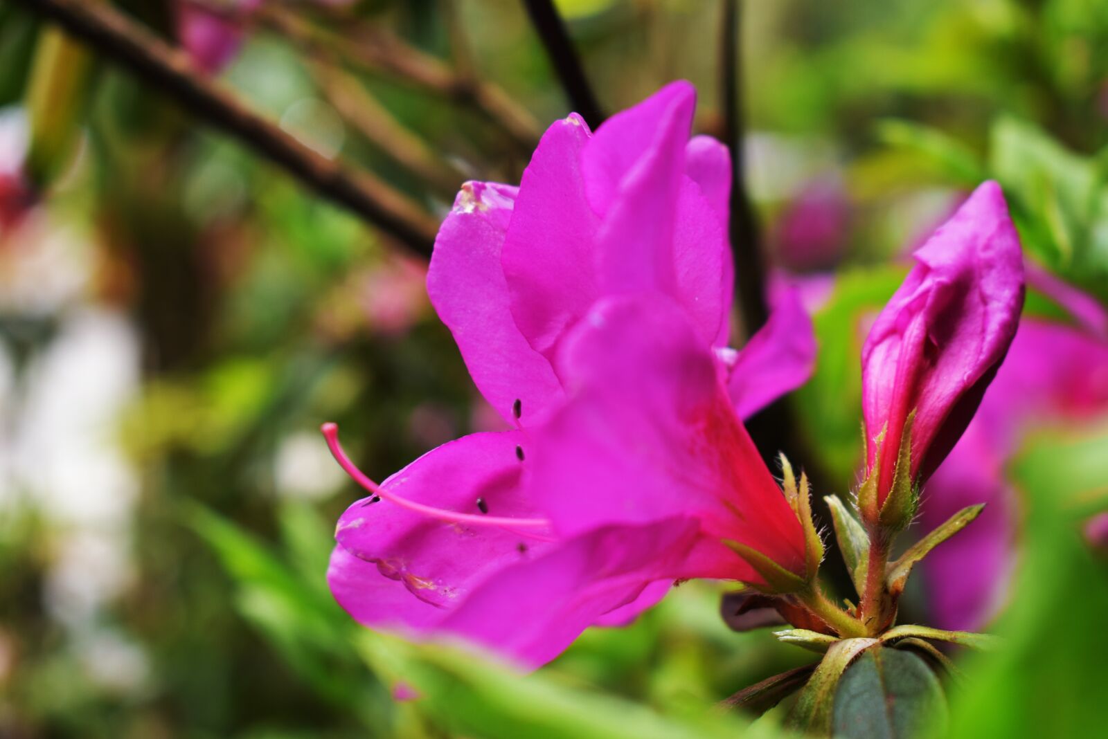 Nikon D3400 sample photo. Flower, nature, blossom photography