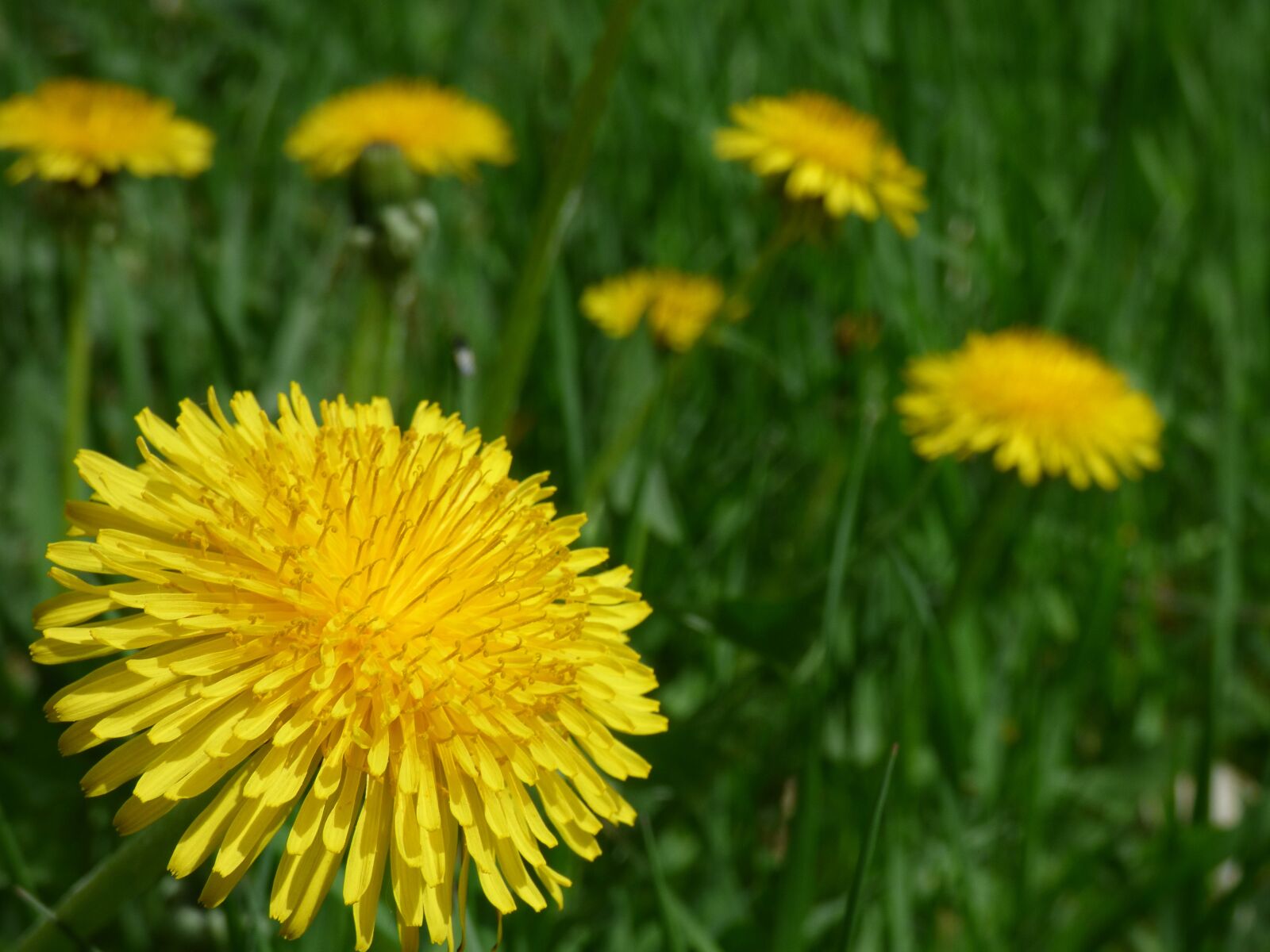 Panasonic DMC-FZ72 sample photo. Dandelion, flower, spring photography