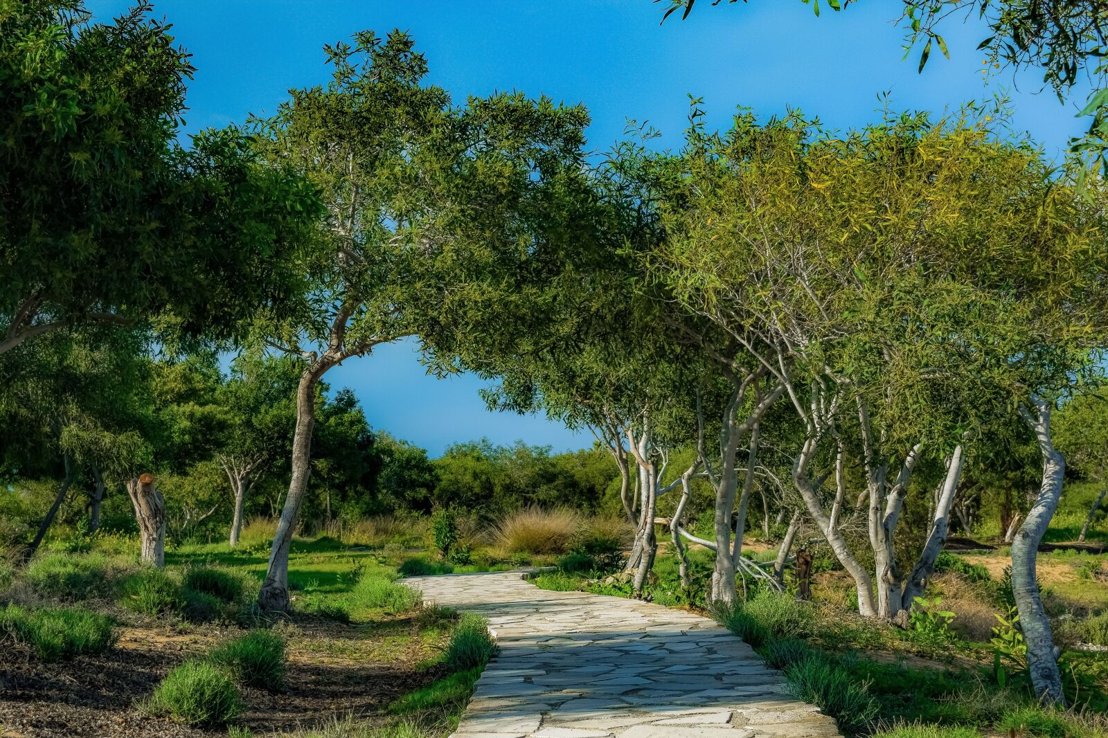 Nikon D3300 sample photo. Path, coppice, copse photography