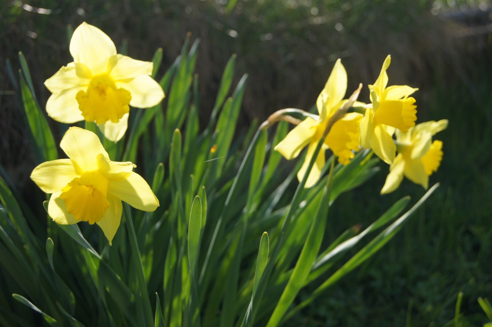 Sony Alpha DSLR-A550 sample photo. Flower, spring, easter photography