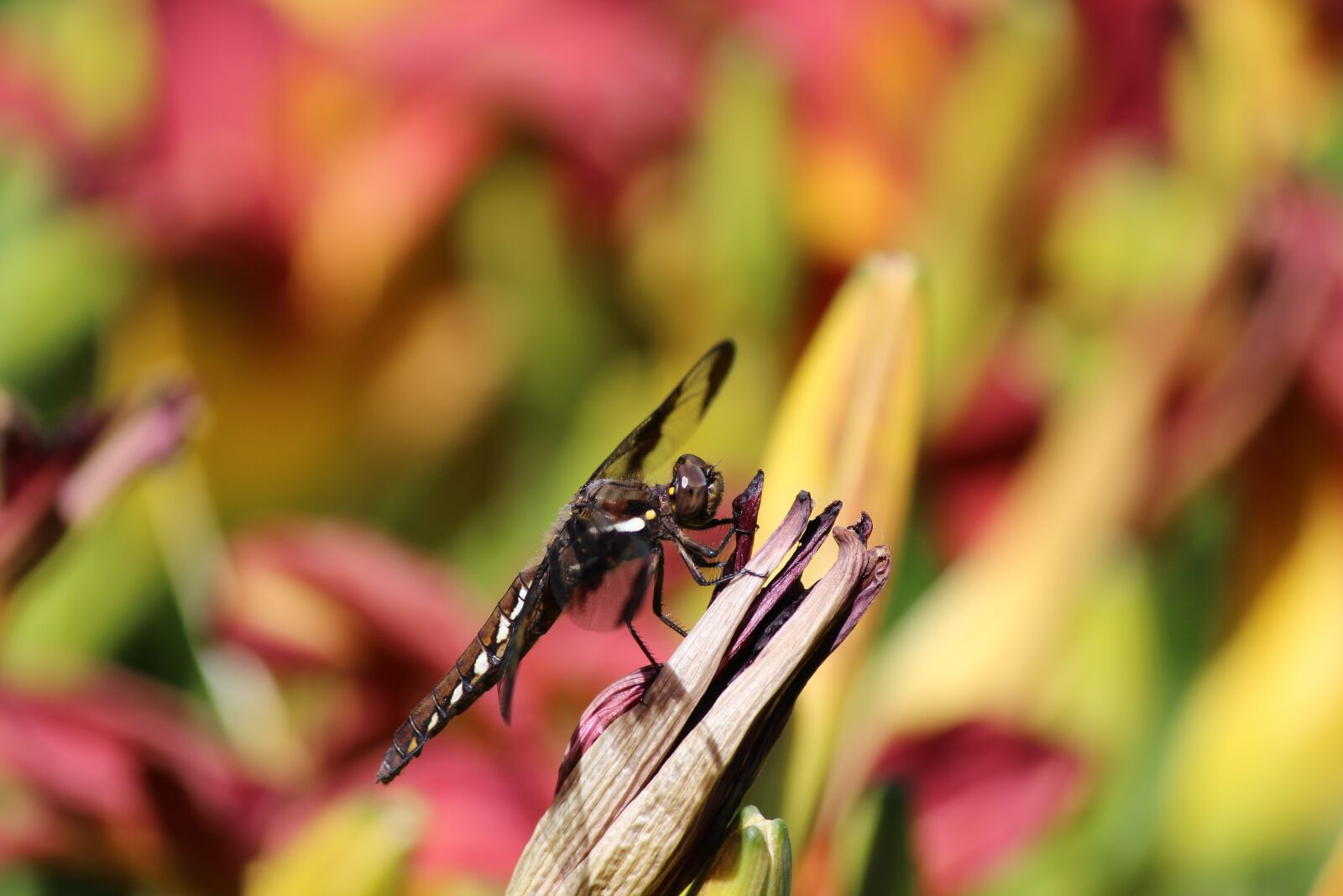 Canon EOS 600D (Rebel EOS T3i / EOS Kiss X5) sample photo. Dragonfly, insect, nature photography