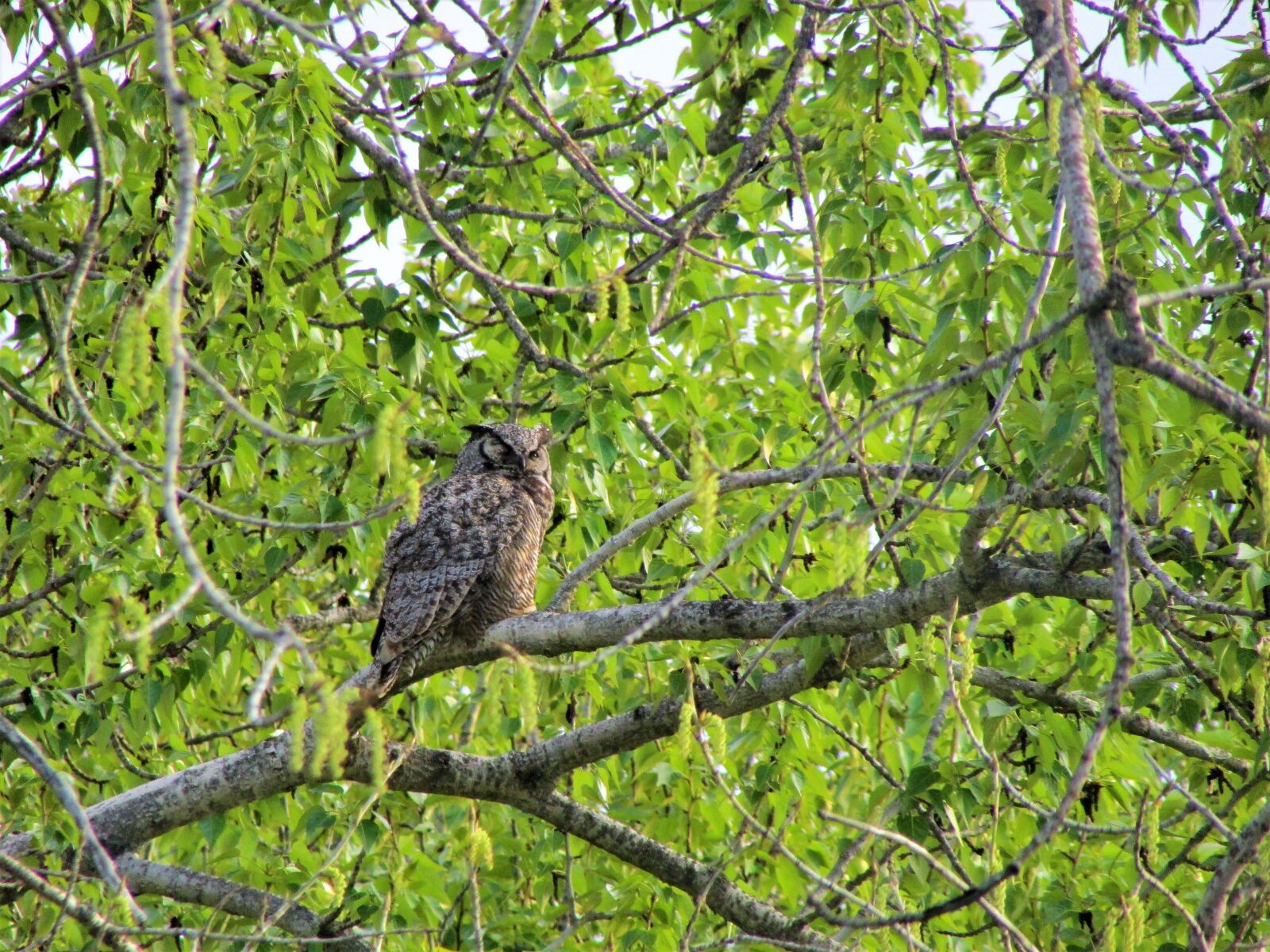 Canon PowerShot SX500 IS sample photo. Great horned owl, owl photography