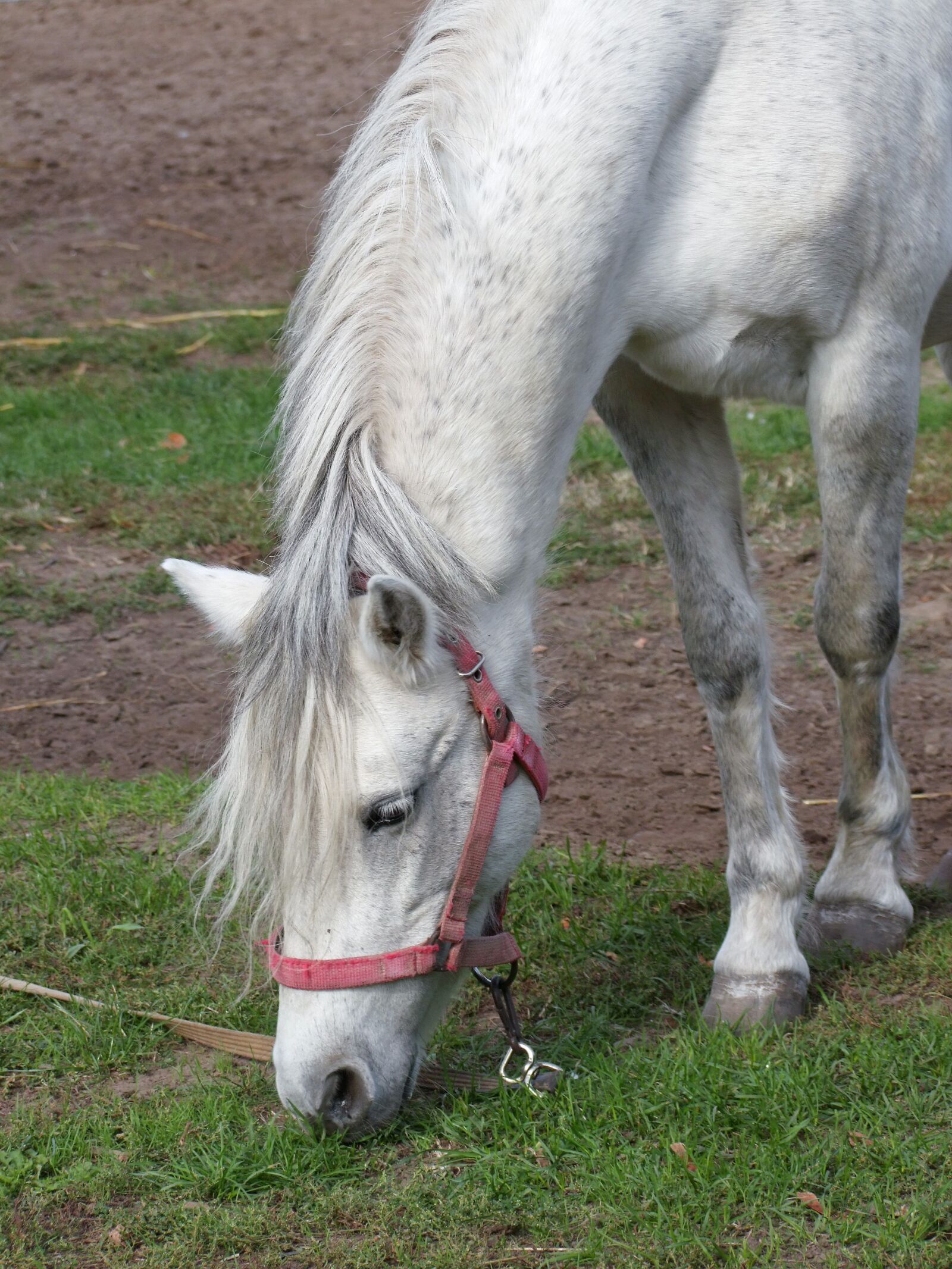 Fujifilm FinePix S100fs sample photo. Horse, animal, hoary photography