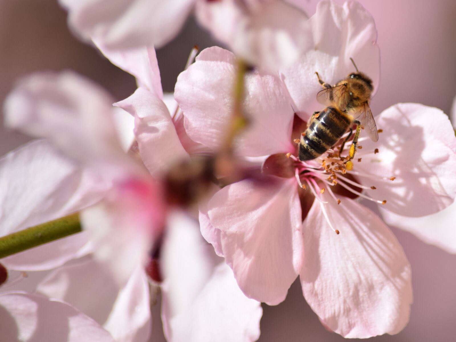Nikon D5300 sample photo. Bee, flower, spring photography