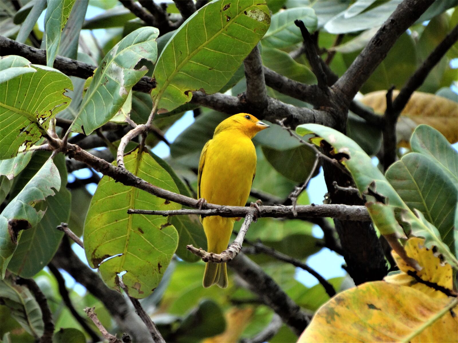 Sony Cyber-shot DSC-HX300 sample photo. Bird, leaf, nature photography