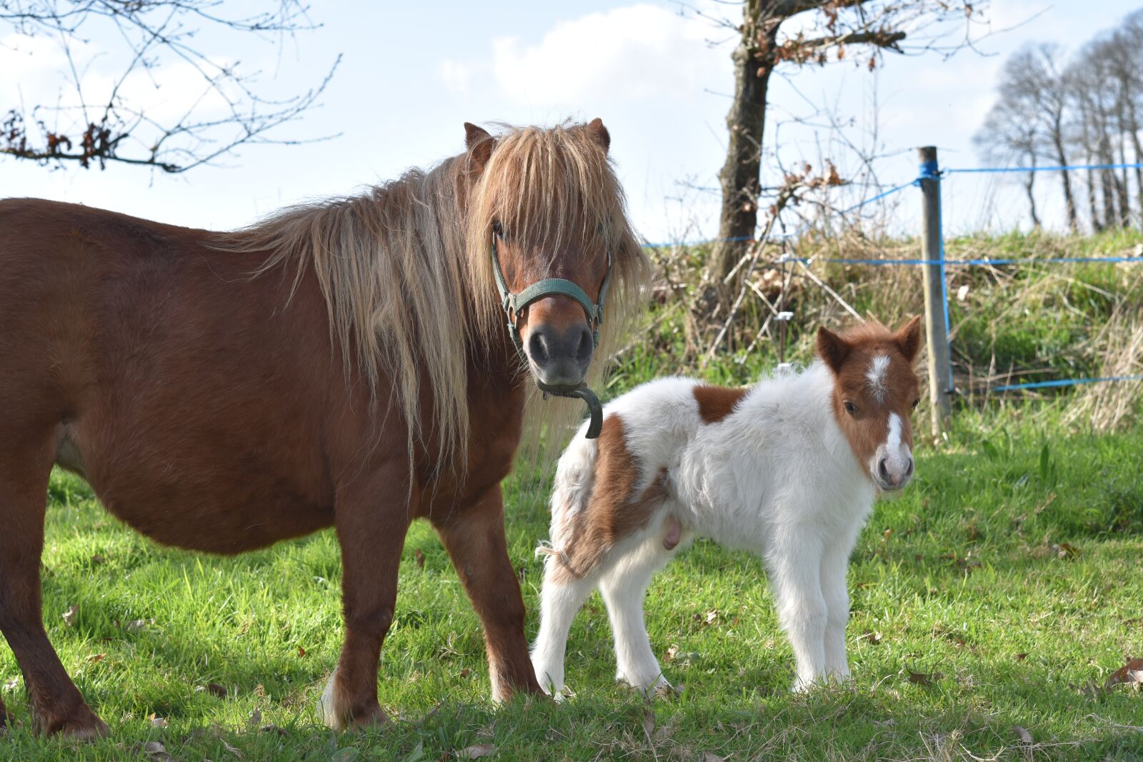Nikon D5600 sample photo. Shetland pony, pony shetland photography