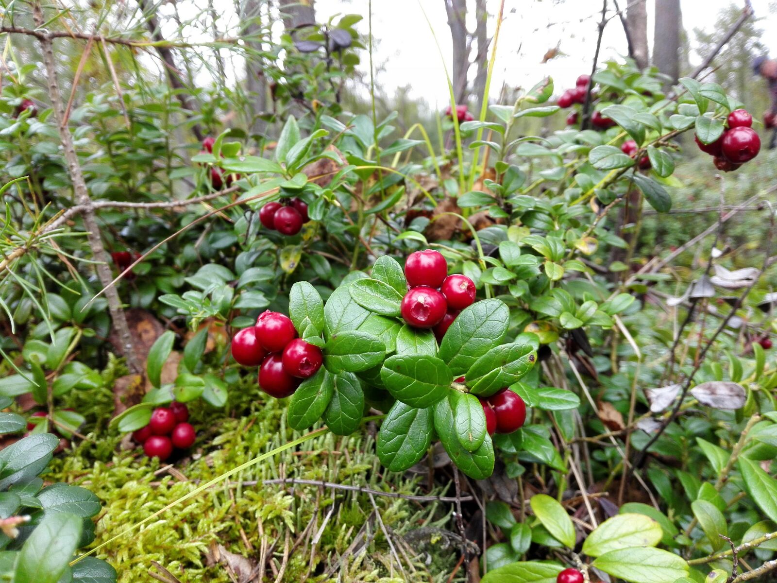 HUAWEI H60-L04 sample photo. Forest, berry, cowberry photography