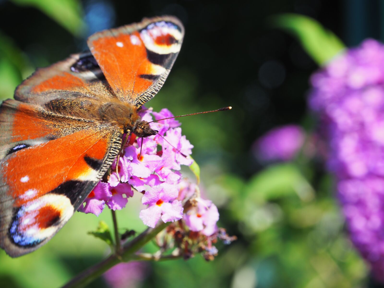 Olympus OM-D E-M10 sample photo. Butterfly, nature, insect photography