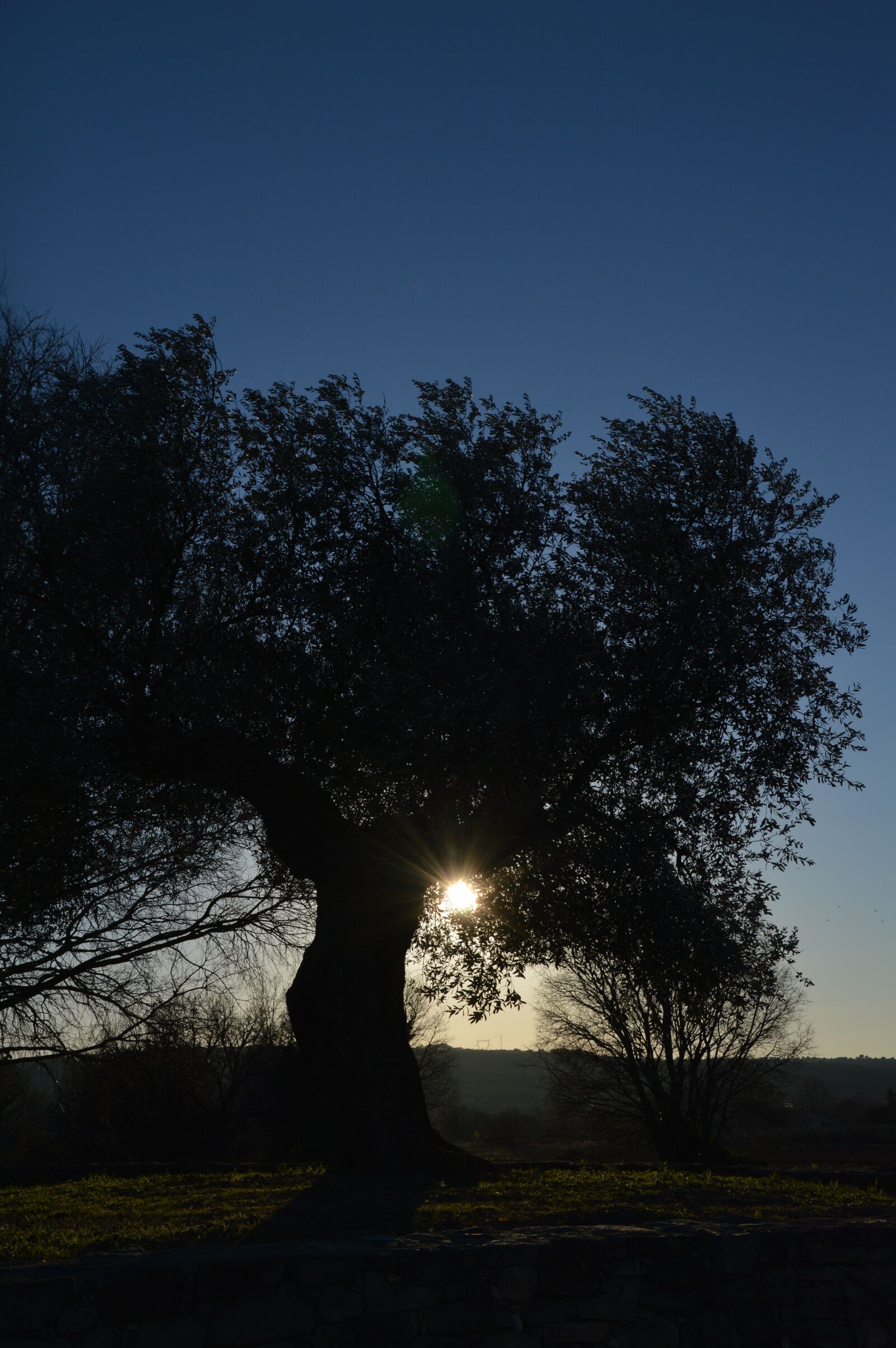 Nikon D3200 sample photo. Olivier, tree, sun photography