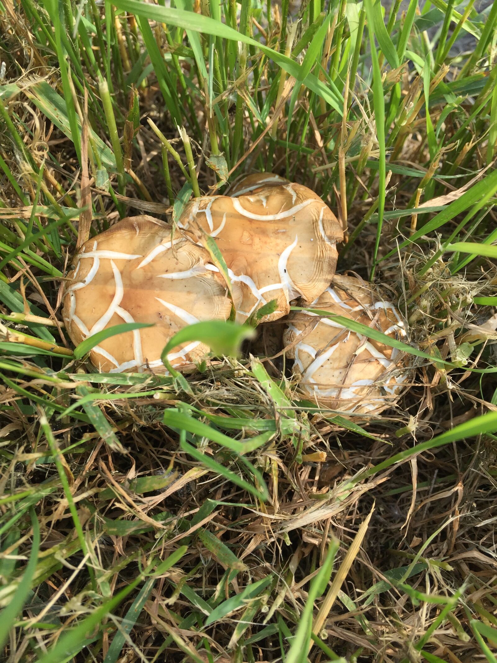 iPhone 6 back camera 4.15mm f/2.2 sample photo. Mushroom, mushrooms, nature photography