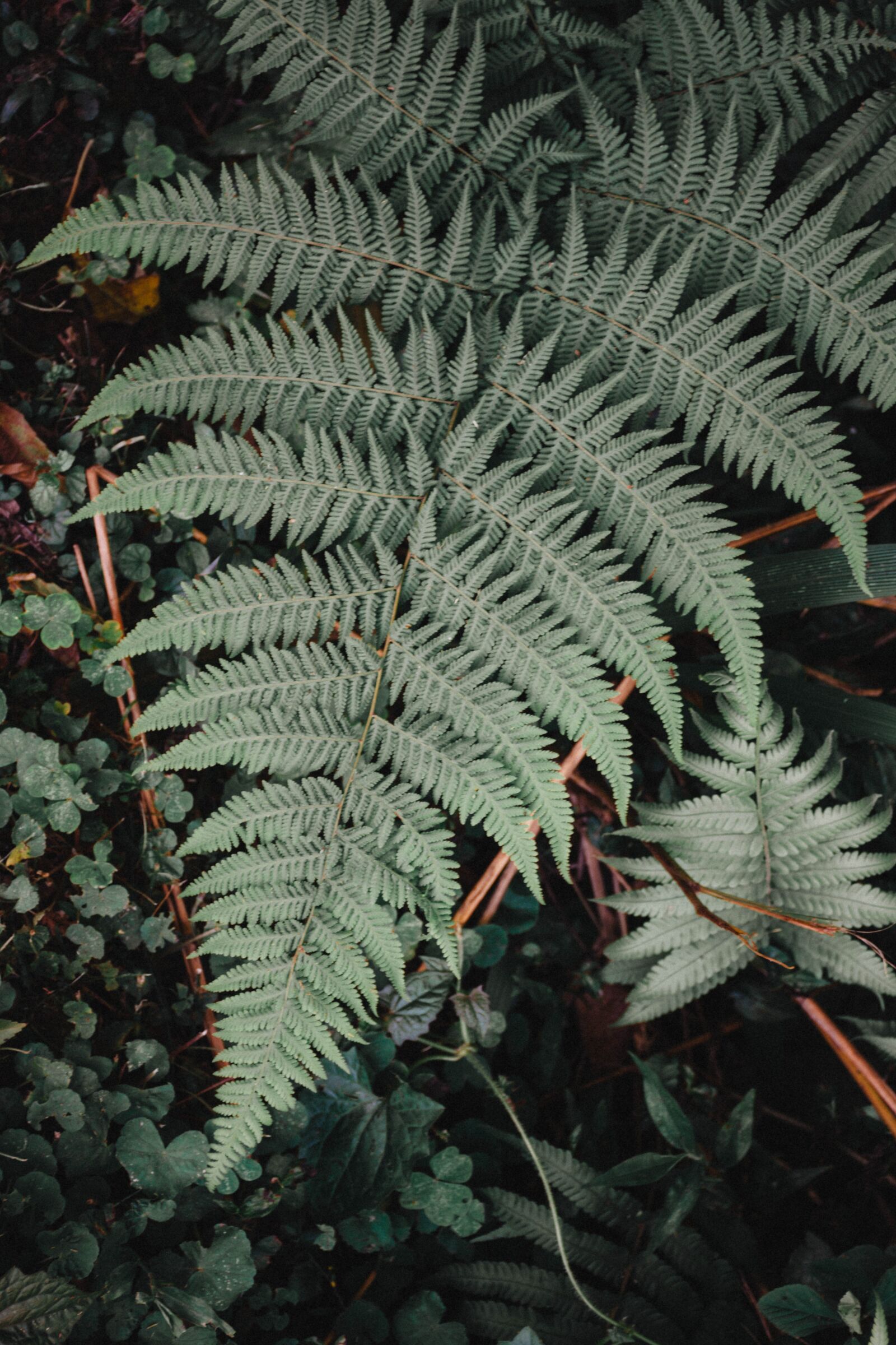Nikon D7200 sample photo. Plant, shrub, flower photography