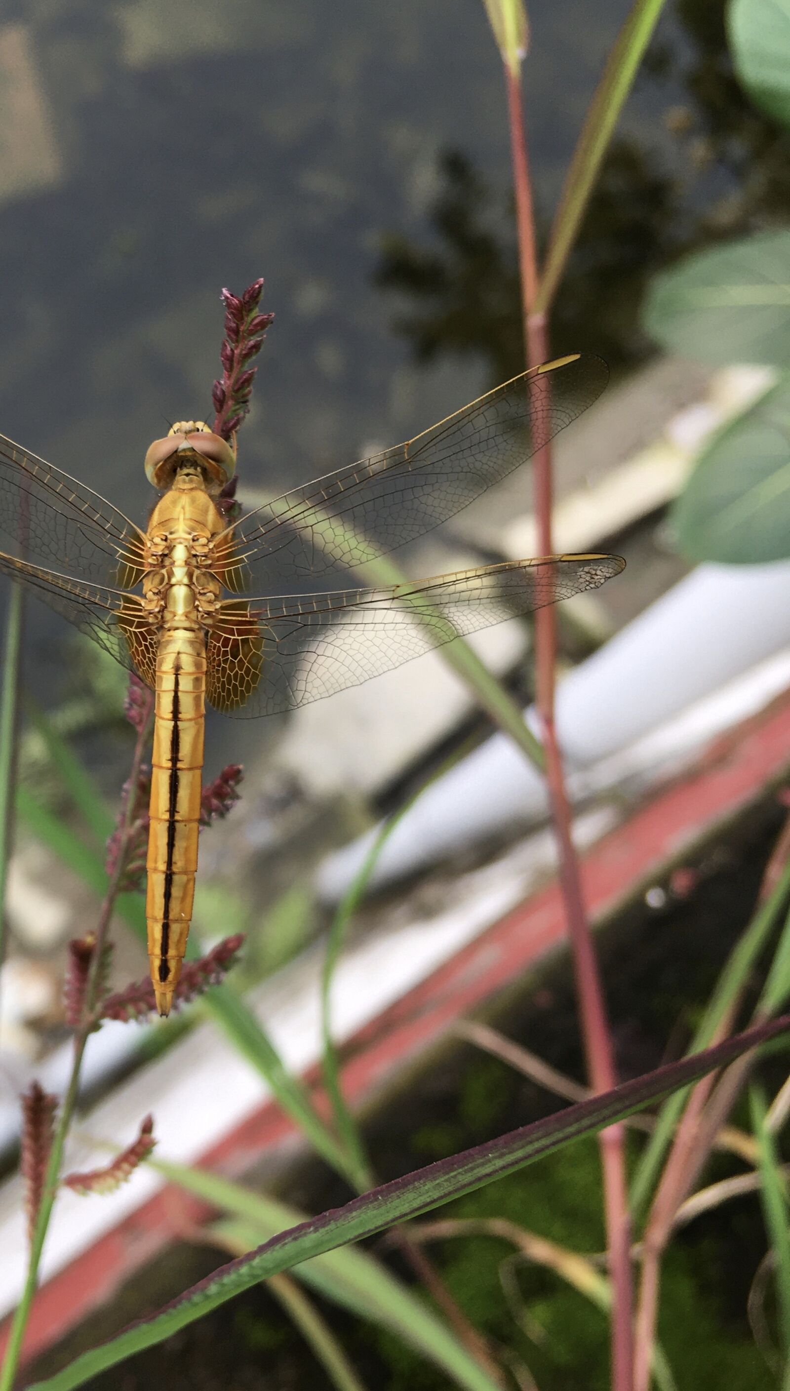 iPhone SE back camera 4.15mm f/2.2 sample photo. Dragonfly, sitting, nature photography