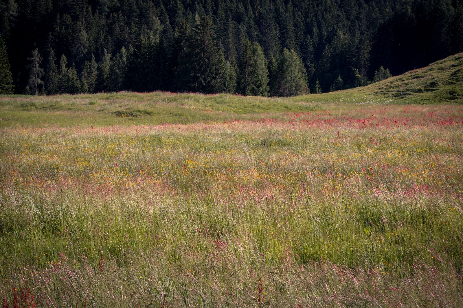 Nikon D7100 sample photo. Landscape, nature, meadow photography