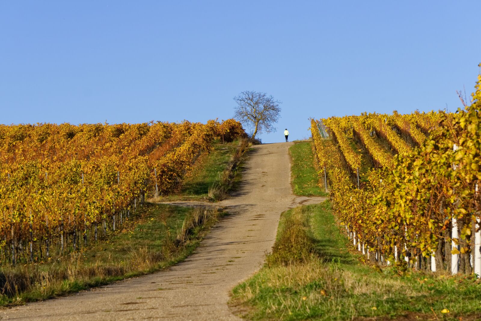 Sony a6000 sample photo. Vineyards, vines, vineyard photography
