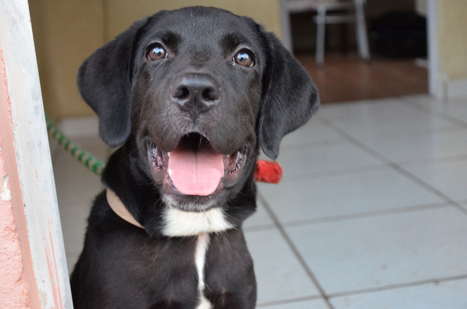 Nikon D5100 sample photo. Labrador, dog, pet photography