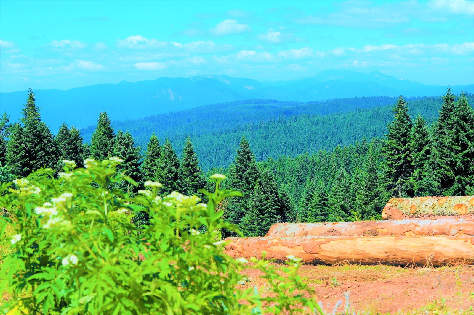 Nikon D3S sample photo. Forest, landscape, nature photography