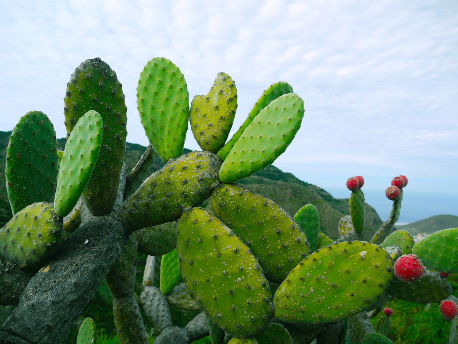 Panasonic Lumix DMC-G1 sample photo. Prickly pear, opuntia, succulent photography