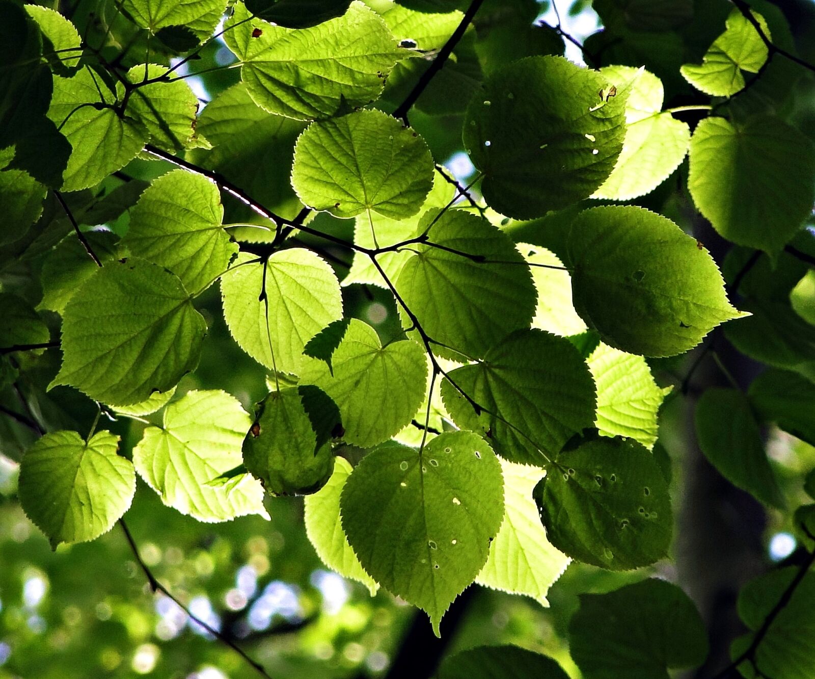 Sony Cyber-shot DSC-HX1 sample photo. Depth, green, foliage photography