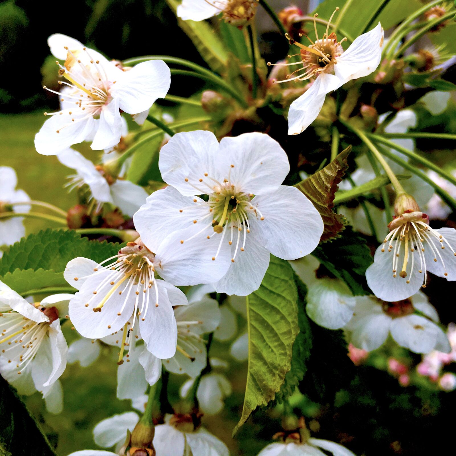 Apple iPad Pro sample photo. Cherry, cherry tree, cherry photography