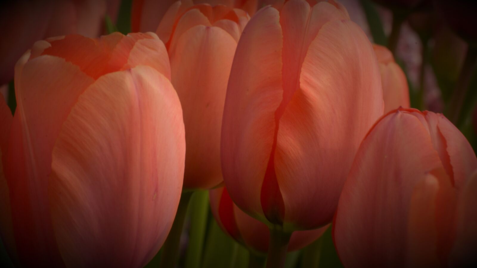 Nikon D7000 sample photo. Holland, tulips, spring photography