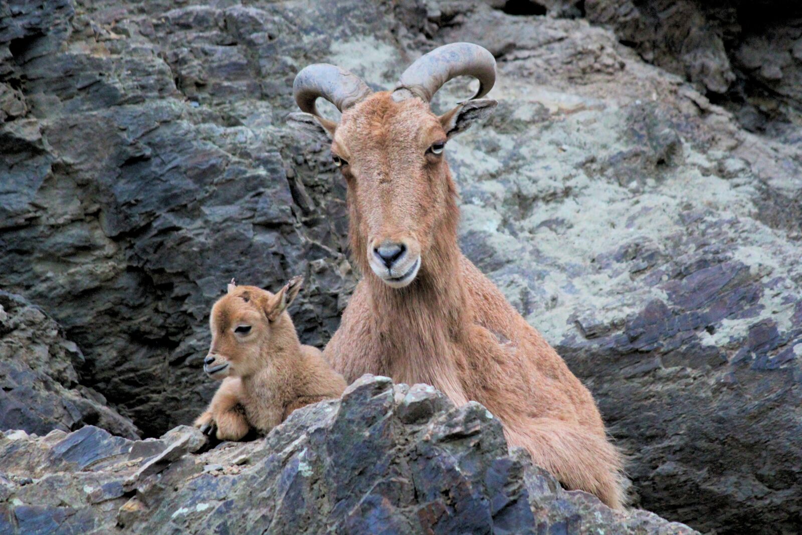 Canon EOS 550D (EOS Rebel T2i / EOS Kiss X4) sample photo. Ibex, alpine, mother photography