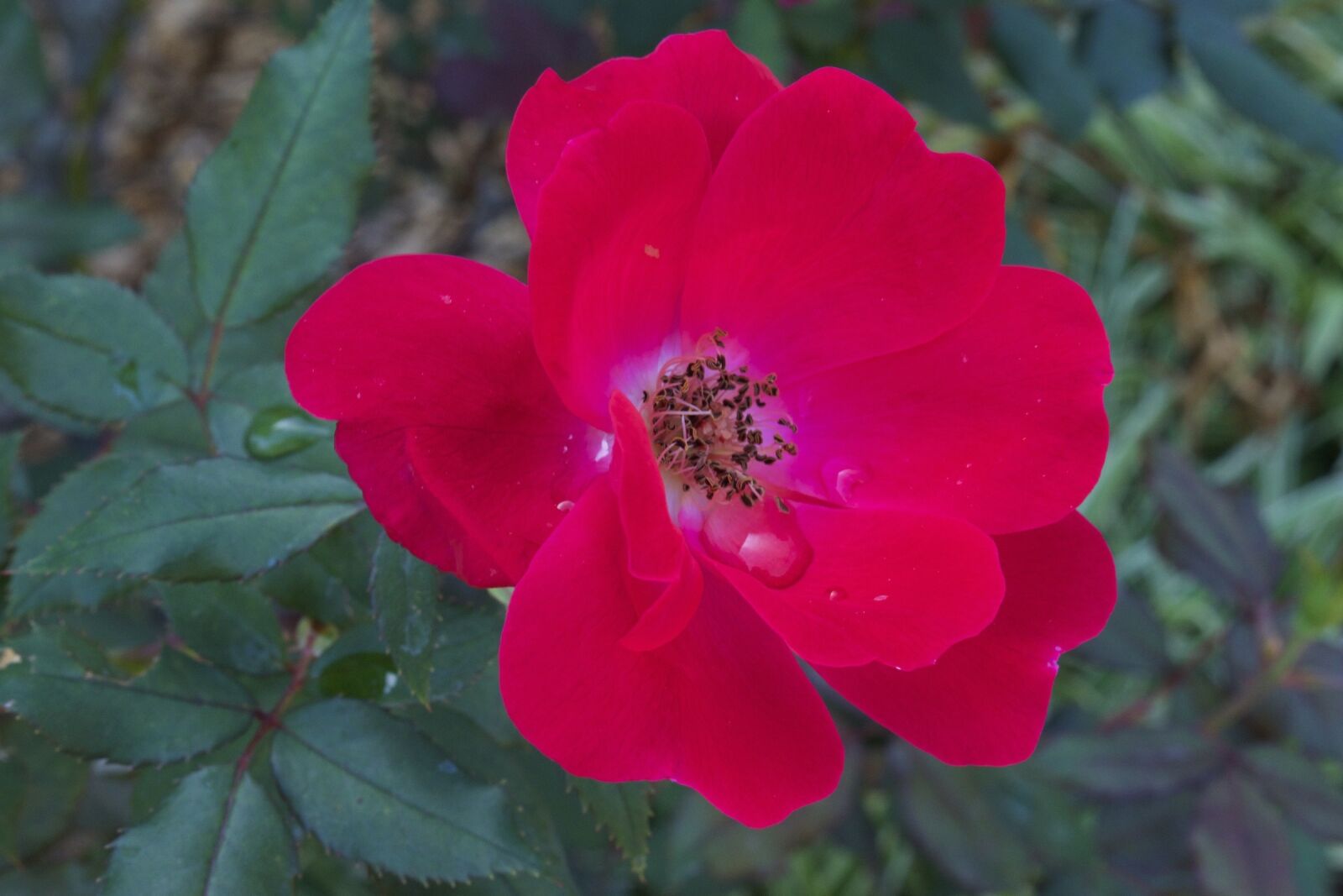 Nikon D3300 sample photo. Red rose, rose, flower photography