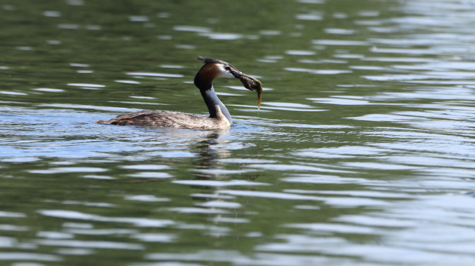 150-600mm F5-6.3 DG OS HSM | Contemporary 015 sample photo. Great crested grebe, lake photography
