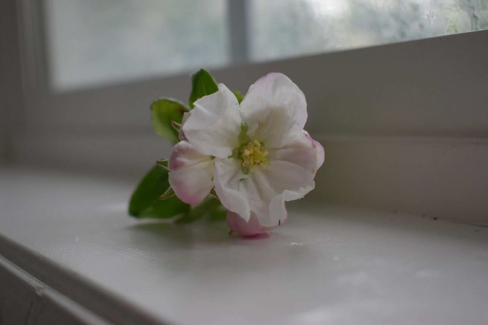 Nikon D3500 sample photo. Flower, window, house photography