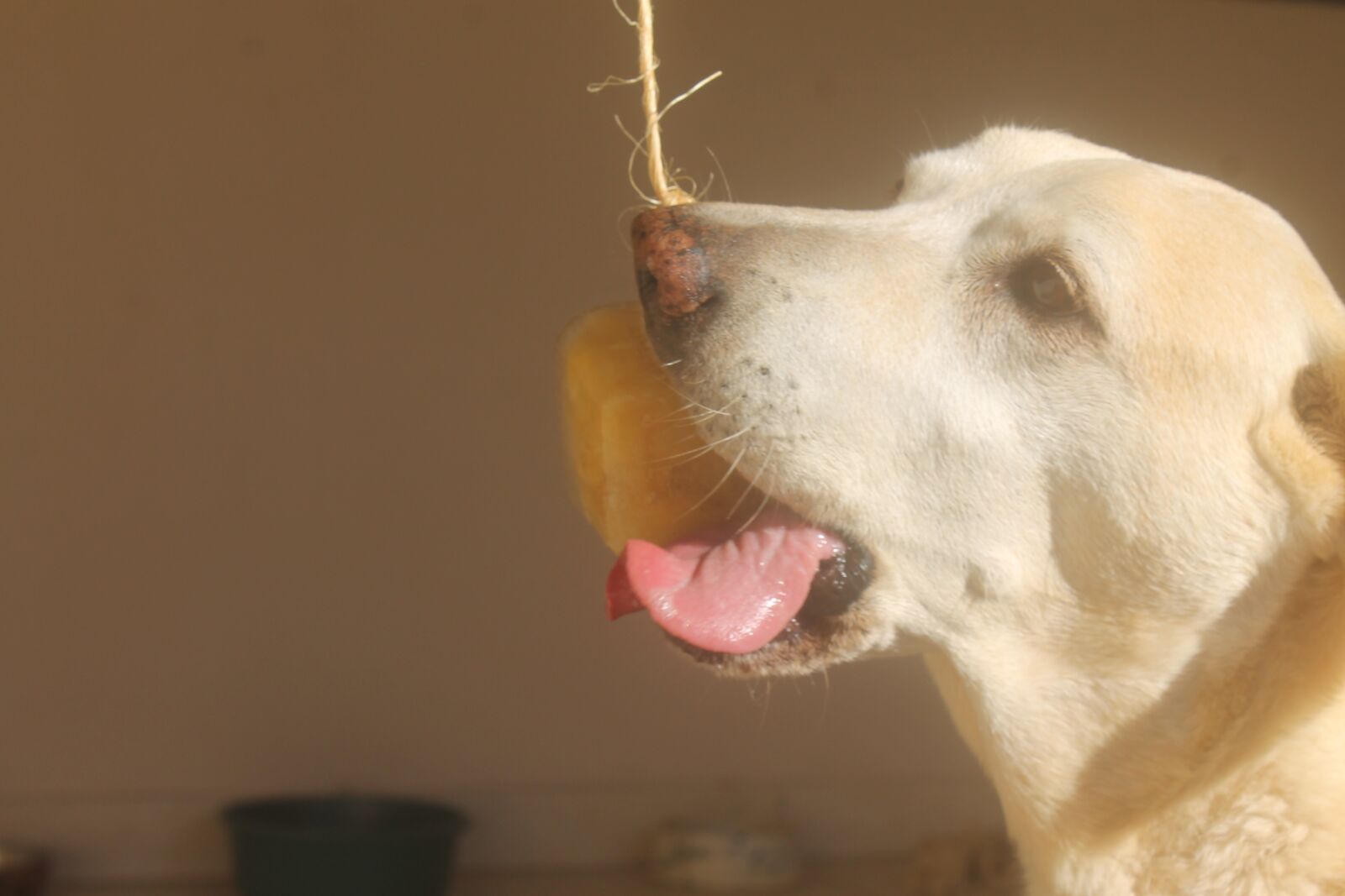 Canon EOS 1100D (EOS Rebel T3 / EOS Kiss X50) sample photo. Animals, dog, pet photography