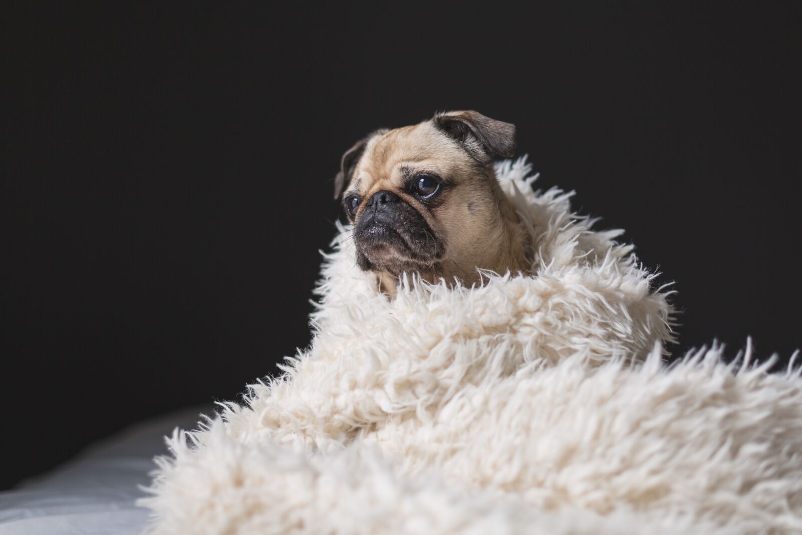 Canon EF 50mm F1.4 USM sample photo. Adorable, animal, breed photography