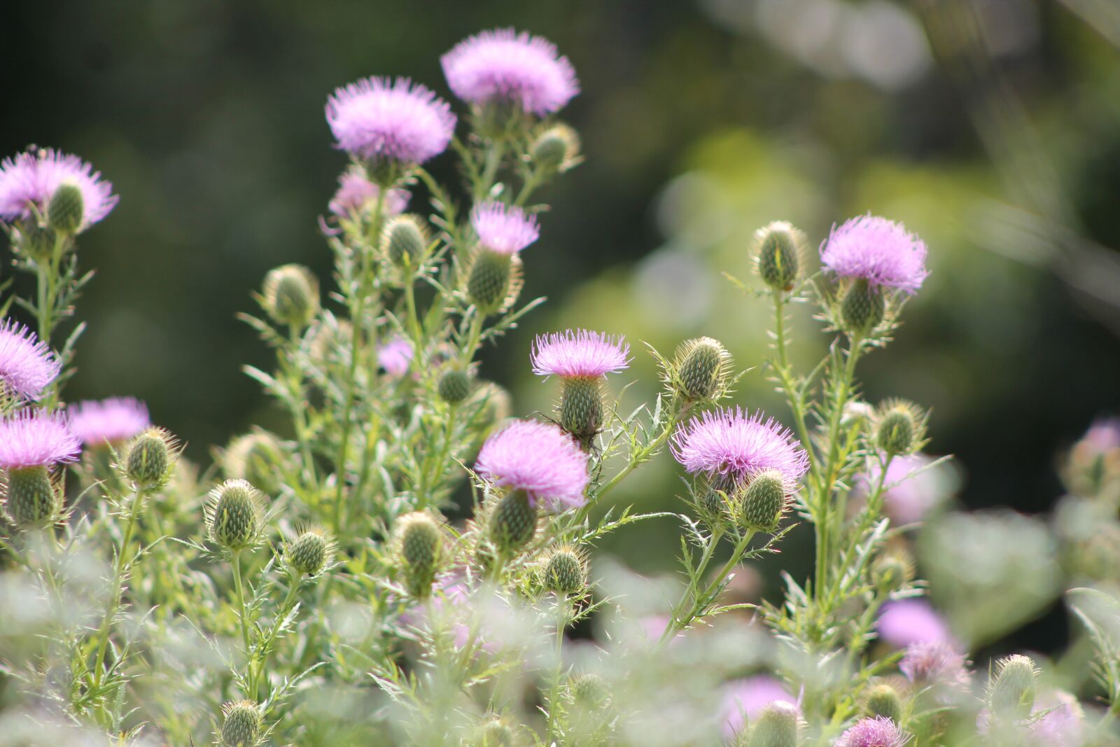 Canon EOS 1100D (EOS Rebel T3 / EOS Kiss X50) sample photo. Flower, thistle, bloom photography