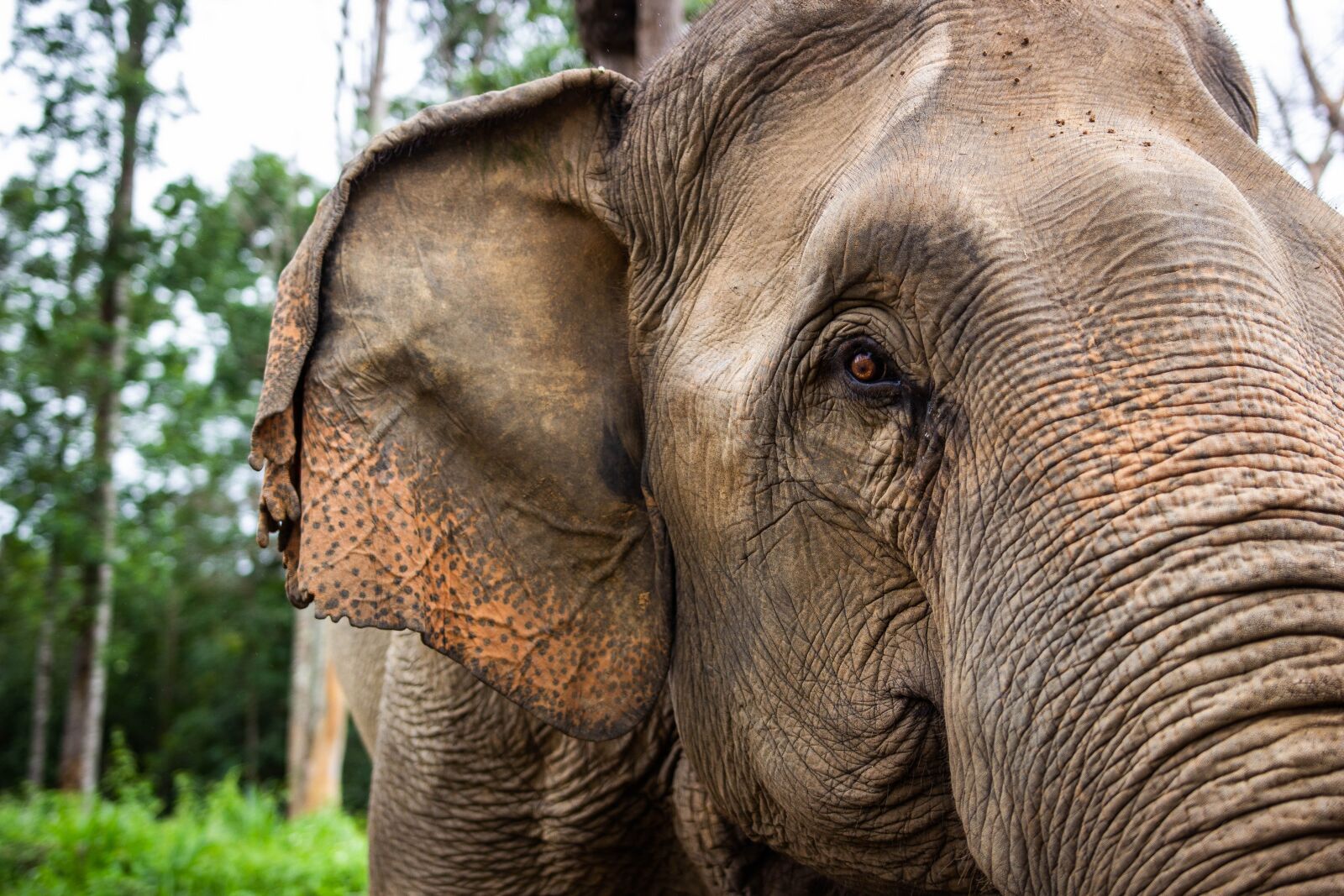 Canon EOS 60D sample photo. Elephant, pachyderm, elephant's eye photography