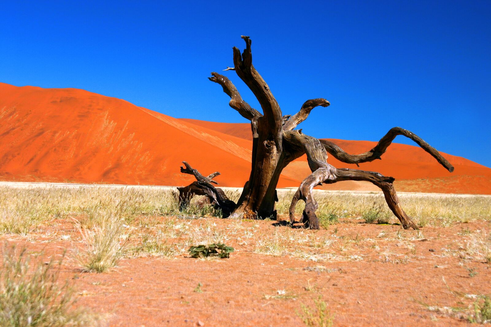Canon EOS 300D (EOS Digital Rebel / EOS Kiss Digital) sample photo. Desert, namib, sossusvlei photography