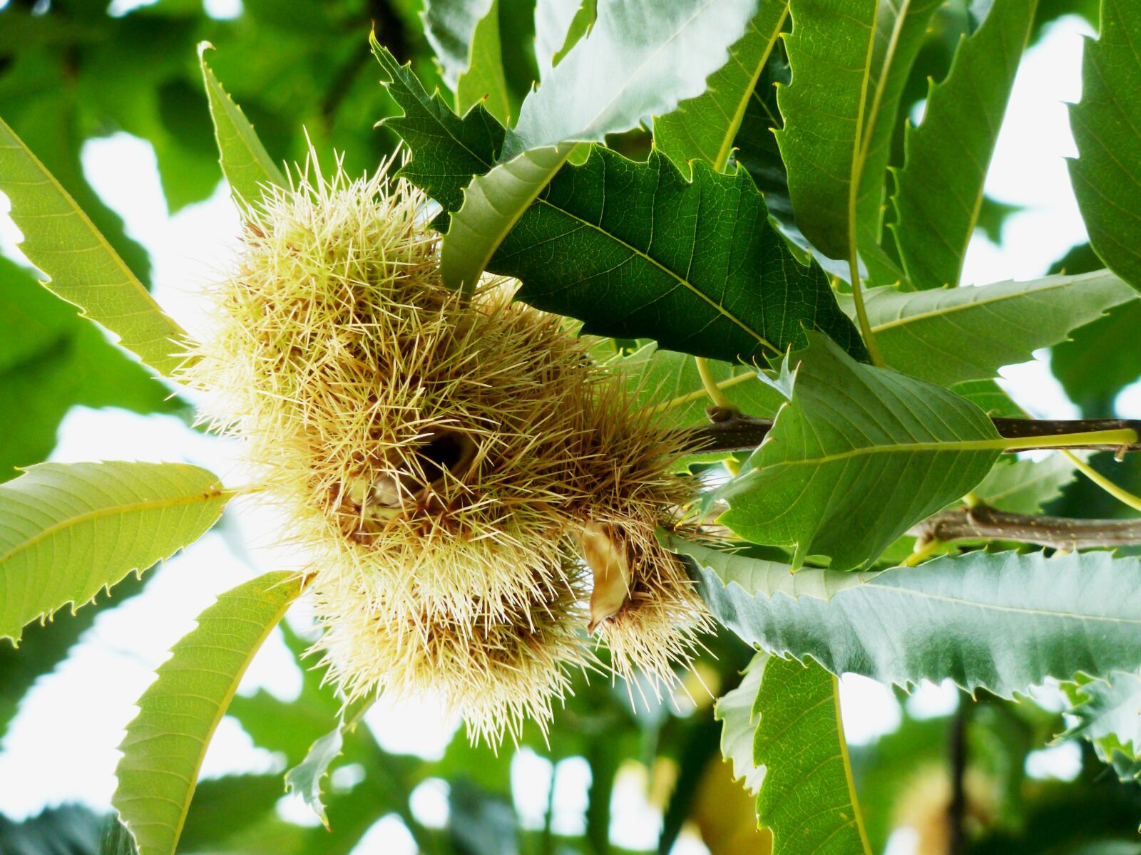 Panasonic DMC-TZ7 sample photo. Chestnut, fruit, maroni photography