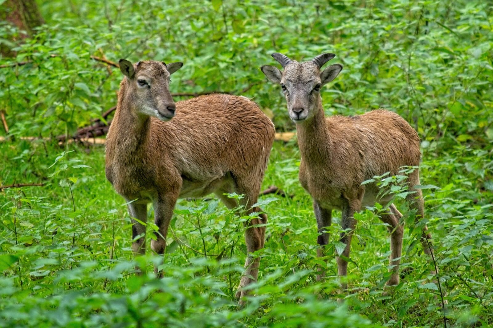 Nikon D7100 sample photo. Mouflon, wild sheep, nature photography